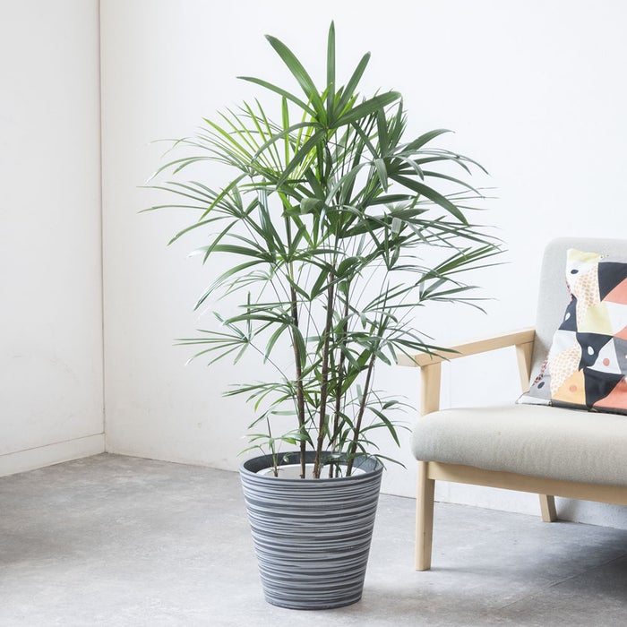 観葉植物 通販 シュロチク（棕櫚竹） 8号鉢 エコフレンドリーポット鉢カバー付 観葉植物 本物