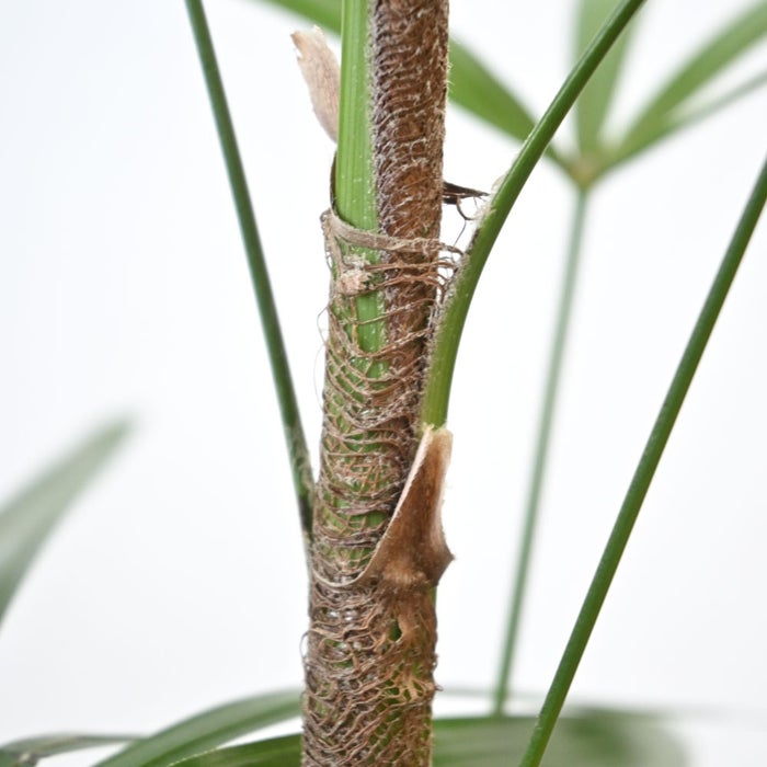 観葉植物 通販 シュロチク（棕櫚竹） 8号鉢 エコフレンドリーポット鉢カバー付 観葉植物 本物