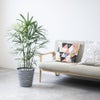 観葉植物 通販 シュロチク（棕櫚竹） 8号鉢 エコフレンドリーポット鉢カバー付 観葉植物 本物