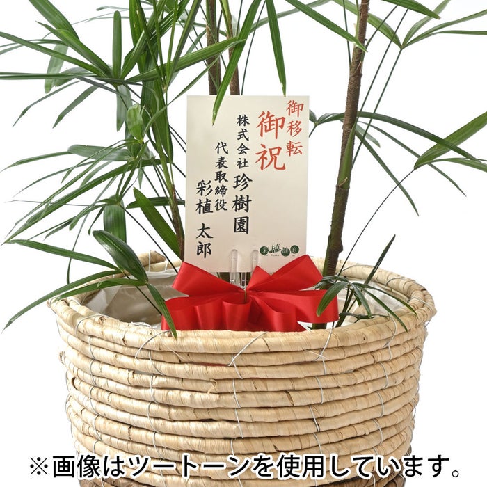 観葉植物 通販 シュロチク（棕櫚竹） 8号鉢 エコフレンドリーポット鉢カバー付 観葉植物 本物