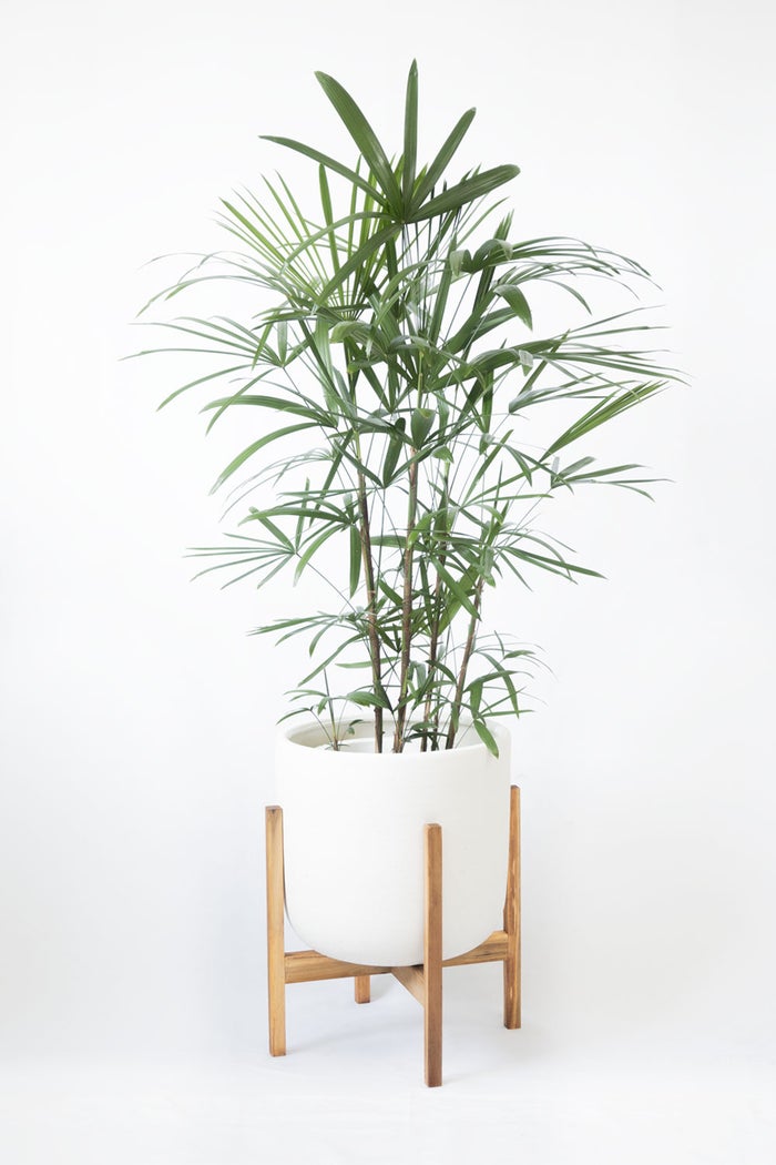 観葉植物 通販 シュロチク（棕櫚竹） 8号鉢 ルーケト鉢カバー付 観葉植物 本物