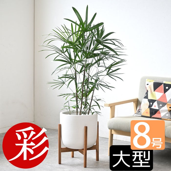観葉植物 通販 シュロチク（棕櫚竹） 8号鉢 ルーケト鉢カバー付 観葉植物 本物