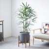 観葉植物 通販 シュロチク（棕櫚竹） 8号鉢 ルーケト鉢カバー付 観葉植物 本物