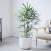 観葉植物 通販 シュロチク（棕櫚竹） 8号鉢 ルーケト鉢カバー付 観葉植物 本物