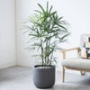 観葉植物 通販 シュロチク（棕櫚竹） 8号鉢 ルーケト鉢カバー付 観葉植物 本物