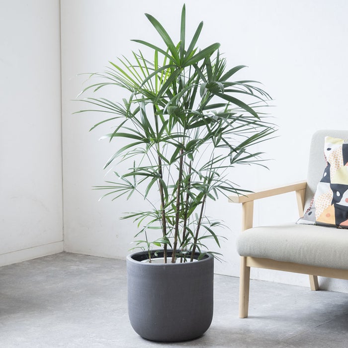 観葉植物 通販 シュロチク（棕櫚竹） 8号鉢 ルーケト鉢カバー付 観葉植物 本物