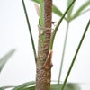 観葉植物 通販 シュロチク（棕櫚竹） 8号鉢 ルーケト鉢カバー付 観葉植物 本物