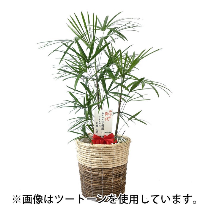 観葉植物 通販 シュロチク（棕櫚竹） 8号鉢 ルーケト鉢カバー付 観葉植物 本物