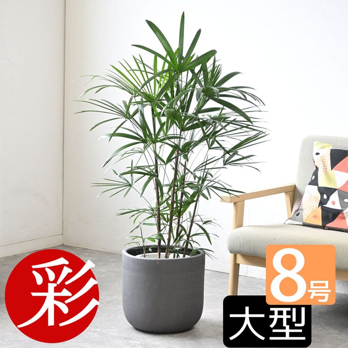 観葉植物 通販 シュロチク（棕櫚竹） 8号鉢 ルーケト鉢カバー付 観葉植物 本物