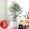 観葉植物 通販 シュロチク（棕櫚竹） 8号鉢 ルーケト鉢カバー付 観葉植物 本物