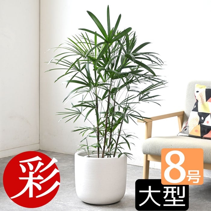 観葉植物 通販 シュロチク（棕櫚竹） 8号鉢 ルーケト鉢カバー付 観葉植物 本物