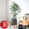 観葉植物 通販 シュロチク（棕櫚竹） 8号鉢 ルーケト鉢カバー付 観葉植物 本物