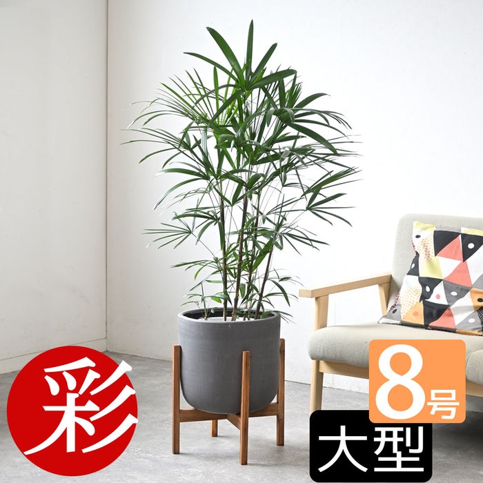 観葉植物 通販 シュロチク（棕櫚竹） 8号鉢 ルーケト鉢カバー付 観葉植物 本物