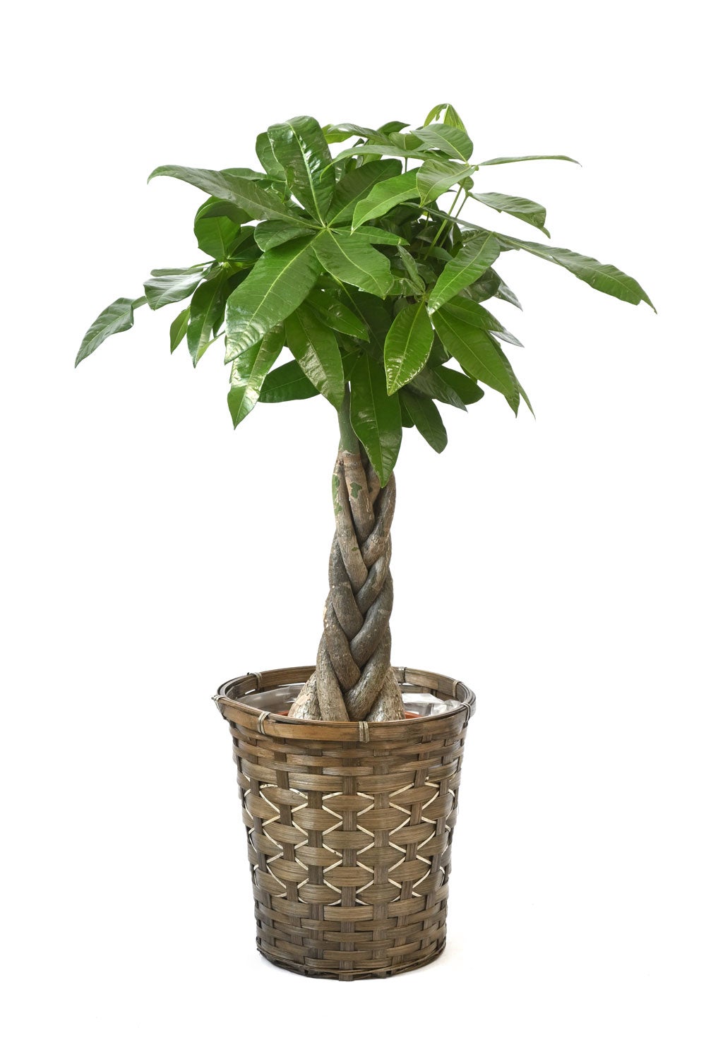 観葉植物 通販 パキラ 7号鉢 キャラメルブラウン鉢カバー付 観葉植物 本物