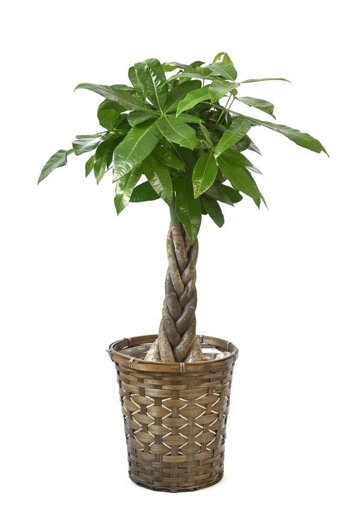 観葉植物 通販 パキラ 7号鉢 キャラメルブラウン鉢カバー付 観葉植物 本物