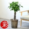 観葉植物 通販 パキラ 7号鉢 キャラメルブラウン鉢カバー付 観葉植物 本物