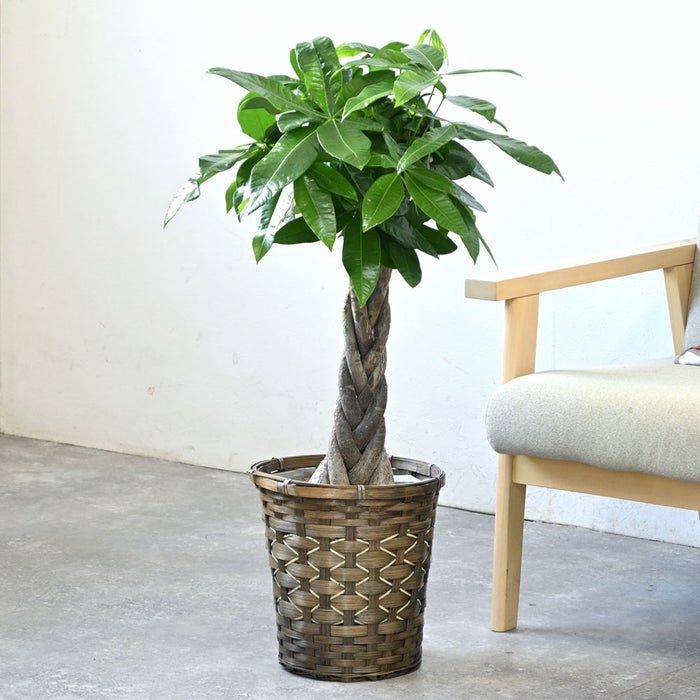 観葉植物 通販 パキラ 7号鉢 キャラメルブラウン鉢カバー付 観葉植物 本物