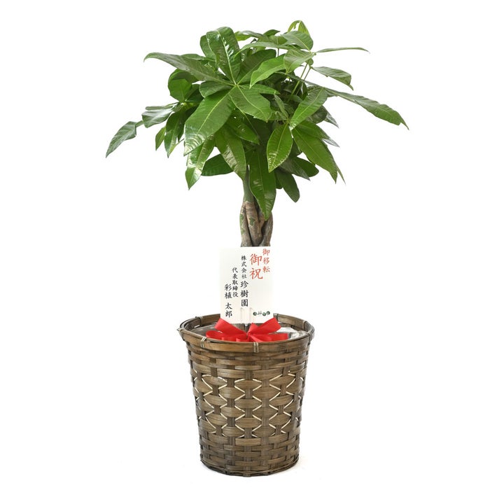 観葉植物 通販 パキラ 7号鉢 キャラメルブラウン鉢カバー付 観葉植物 本物