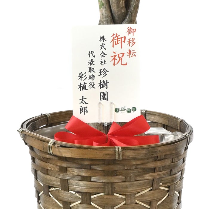観葉植物 通販 パキラ 7号鉢 キャラメルブラウン鉢カバー付 観葉植物 本物
