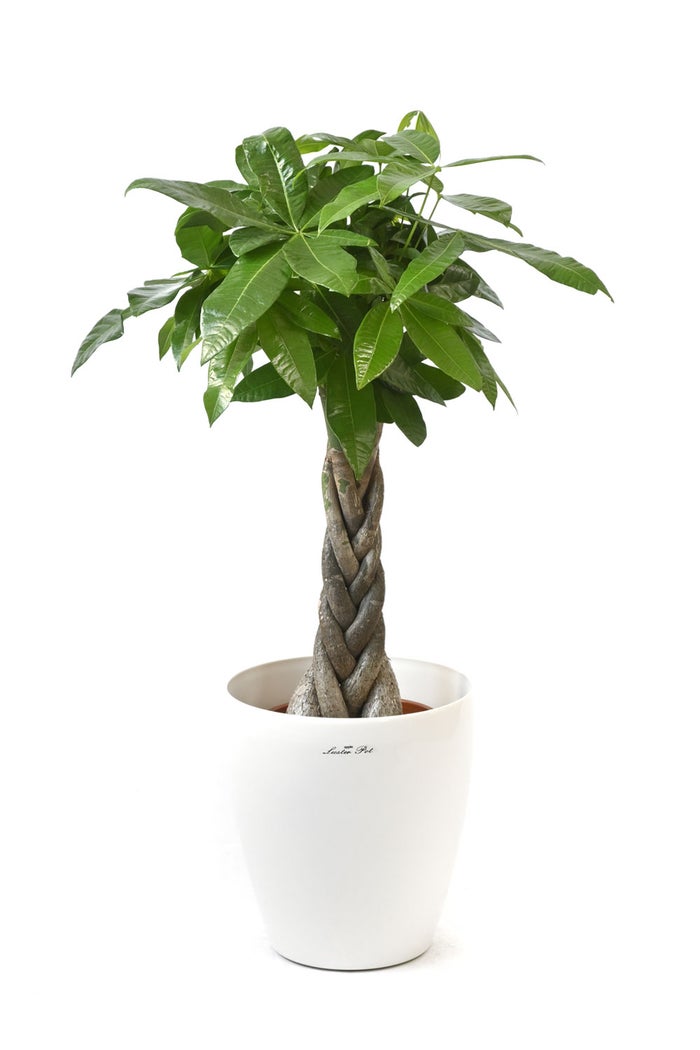 観葉植物 通販 パキラ 7号鉢 ラスター白鉢カバー付 観葉植物 本物