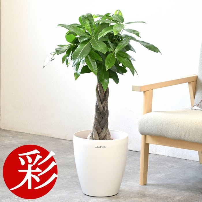 観葉植物 通販 パキラ 7号鉢 ラスター白鉢カバー付 観葉植物 本物