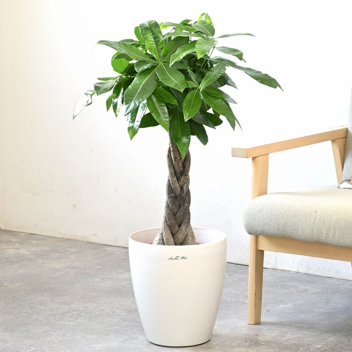 観葉植物 通販 パキラ 7号鉢 ラスター白鉢カバー付 観葉植物 本物