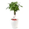 観葉植物 通販 パキラ 7号鉢 ラスター白鉢カバー付 観葉植物 本物