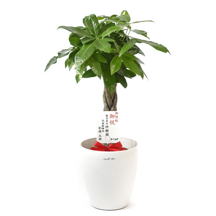 観葉植物 通販 パキラ 7号鉢 ラスター白鉢カバー付 観葉植物 本物