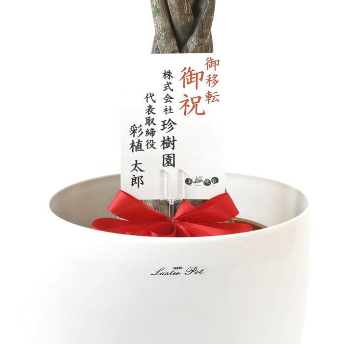 観葉植物 通販 パキラ 7号鉢 ラスター白鉢カバー付 観葉植物 本物