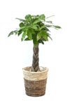 観葉植物 通販 パキラ 7号鉢 ツートーン鉢カバー付 観葉植物 本物