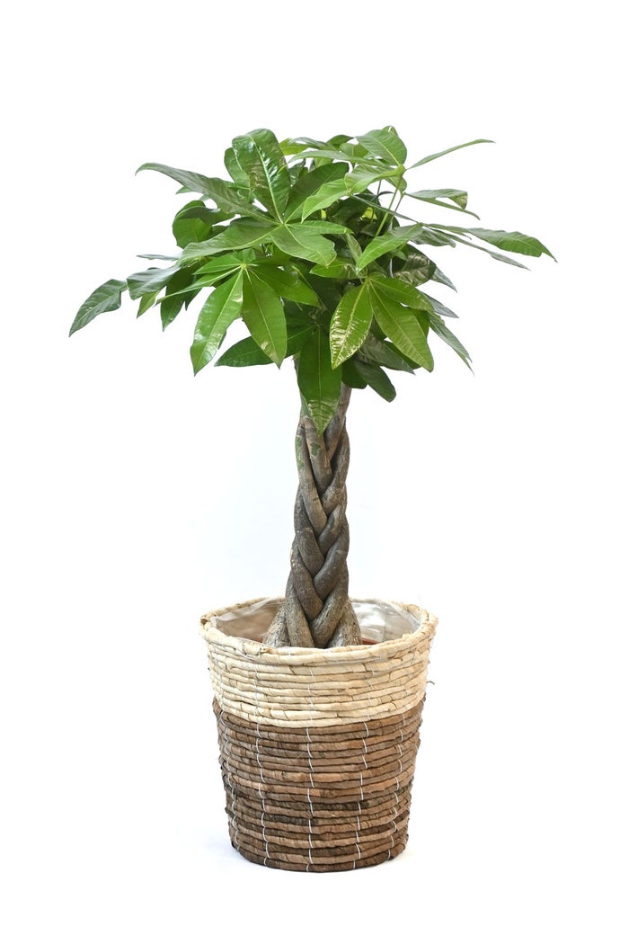観葉植物 通販 パキラ 7号鉢 ツートーン鉢カバー付 観葉植物 本物