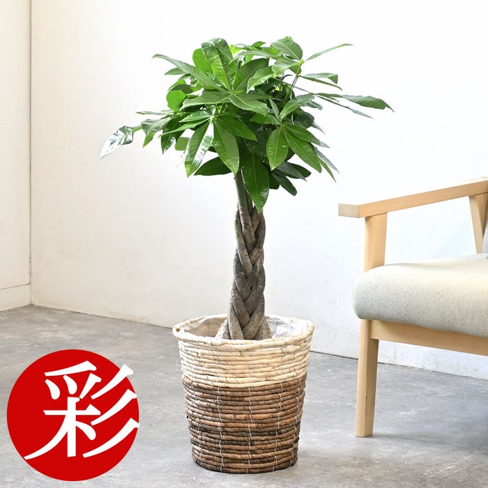 観葉植物 通販 パキラ 7号鉢 ツートーン鉢カバー付 観葉植物 本物