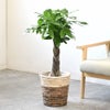 観葉植物 通販 パキラ 7号鉢 ツートーン鉢カバー付 観葉植物 本物
