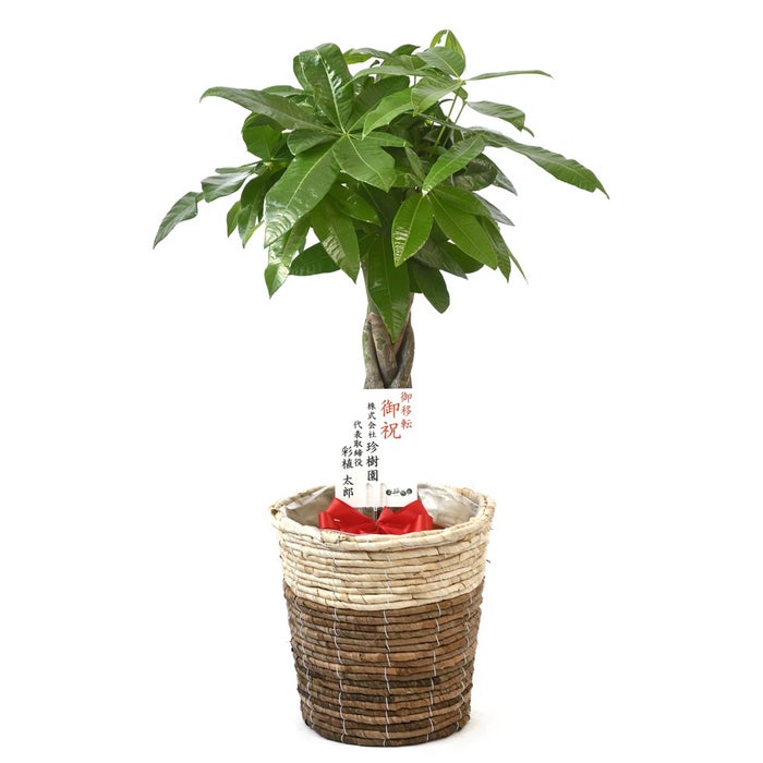 観葉植物 通販 パキラ 7号鉢 ツートーン鉢カバー付 観葉植物 本物