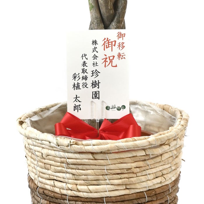 観葉植物 通販 パキラ 7号鉢 ツートーン鉢カバー付 観葉植物 本物