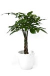観葉植物 通販 パキラ 7号鉢 ガルボ鉢カバー付 観葉植物 本物