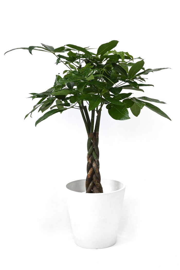 観葉植物 通販 パキラ 7号鉢 ガルボ鉢カバー付 観葉植物 本物