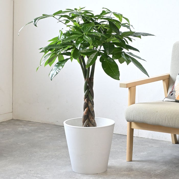 観葉植物 通販 パキラ 7号鉢 ガルボ鉢カバー付 観葉植物 本物
