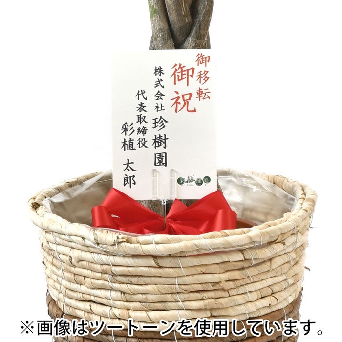 観葉植物 通販 パキラ 7号鉢 ガルボ鉢カバー付 観葉植物 本物