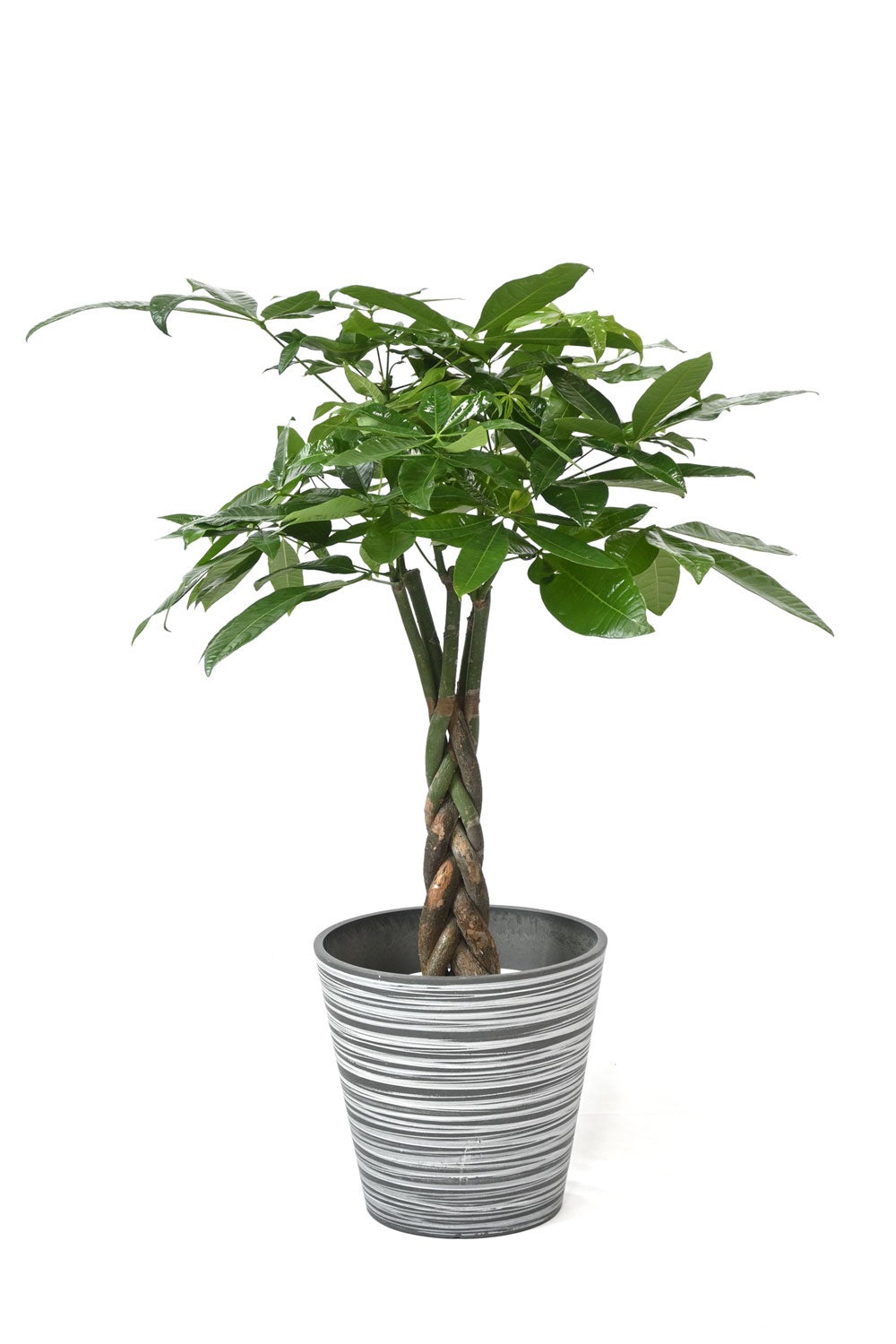 観葉植物 通販 パキラ 7号鉢 エコフレンドリーポット鉢カバー付 観葉植物 本物