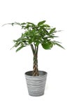 観葉植物 通販 パキラ 7号鉢 エコフレンドリーポット鉢カバー付 観葉植物 本物