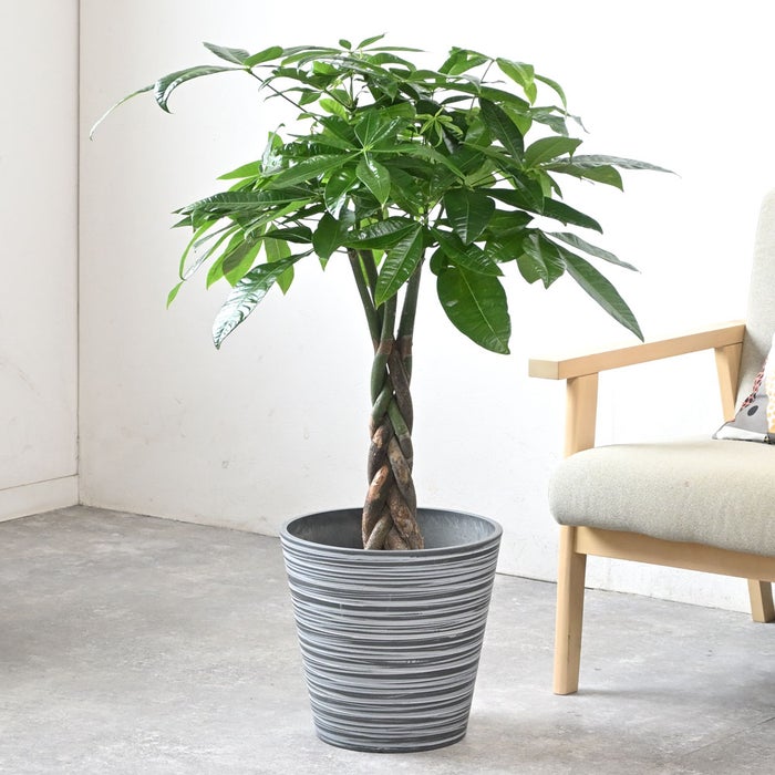 観葉植物 通販 パキラ 7号鉢 エコフレンドリーポット鉢カバー付 観葉植物 本物