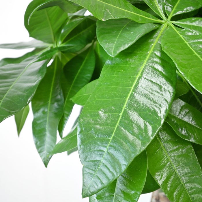 観葉植物 通販 パキラ 7号鉢 エコフレンドリーポット鉢カバー付 観葉植物 本物