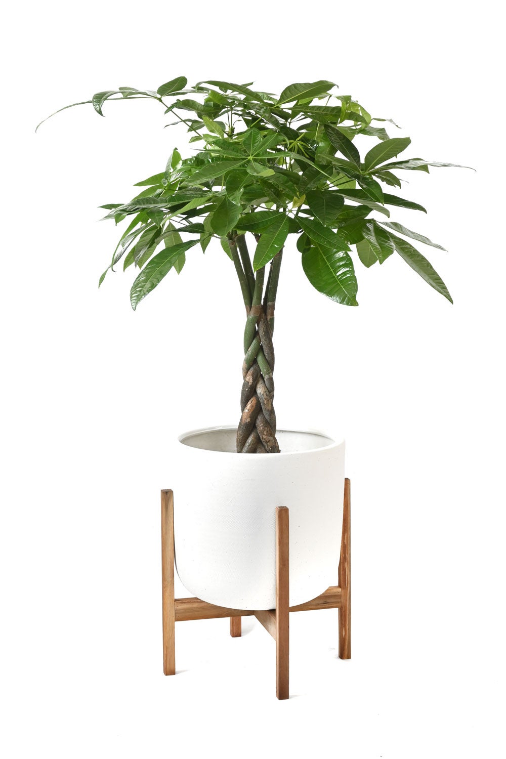 観葉植物 通販 パキラ 7号鉢 ルーケト鉢カバー付 観葉植物 本物