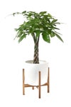 観葉植物 通販 パキラ 7号鉢 ルーケト鉢カバー付 観葉植物 本物