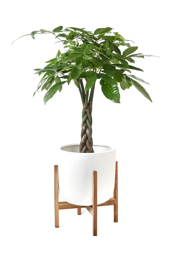 観葉植物 通販 パキラ 7号鉢 ルーケト鉢カバー付 観葉植物 本物