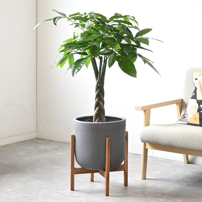 観葉植物 通販 パキラ 7号鉢 ルーケト鉢カバー付 観葉植物 本物