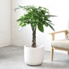 観葉植物 通販 パキラ 7号鉢 ルーケト鉢カバー付 観葉植物 本物