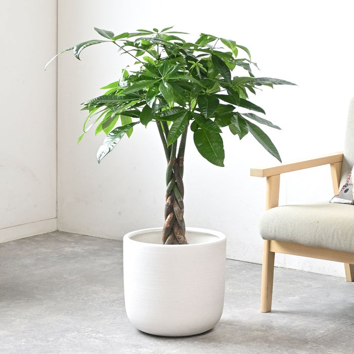 観葉植物 通販 パキラ 7号鉢 ルーケト鉢カバー付 観葉植物 本物