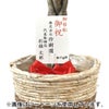 観葉植物 通販 パキラ 7号鉢 ルーケト鉢カバー付 観葉植物 本物